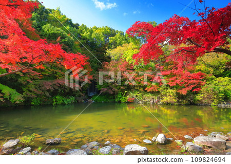 [大阪府]萬博紀念公園（門司峽）的楓葉瀑布與紅葉 109824694