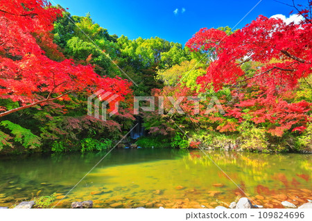 [大阪府]萬博紀念公園（門司峽）的楓葉瀑布與紅葉 109824696
