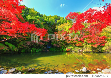 [大阪府]萬博紀念公園（門司峽）的楓葉瀑布與紅葉 109824697