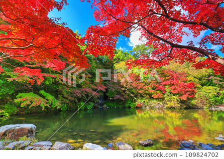 [Osaka Prefecture] Maple waterfall and autumn leaves at Expo Commemorative Park (Moji Gorge) 109824702