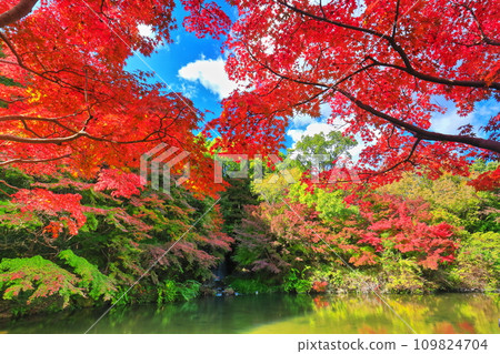 [Osaka Prefecture] Maple waterfall and autumn leaves at Expo Commemorative Park (Moji Gorge) 109824704