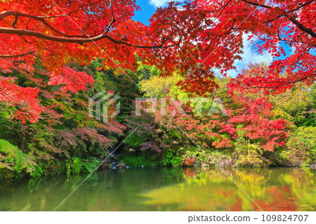 [Osaka Prefecture] Maple waterfall and autumn leaves at Expo Commemorative Park (Moji Gorge) 109824707