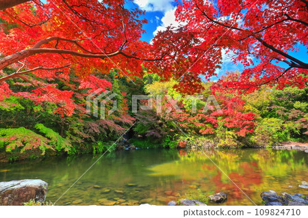 [Osaka Prefecture] Maple waterfall and autumn leaves at Expo Commemorative Park (Moji Gorge) 109824710