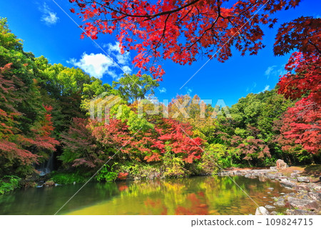 [Osaka Prefecture] Maple waterfall and autumn leaves at Expo Commemorative Park (Moji Gorge) 109824715
