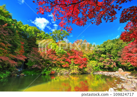 [Osaka Prefecture] Maple waterfall and autumn leaves at Expo Commemorative Park (Moji Gorge) 109824717