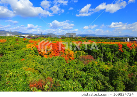 [Osaka Prefecture] Autumn leaves of Expo'70 Commemorative Park seen from Tominooka Observation Tower 109824724
