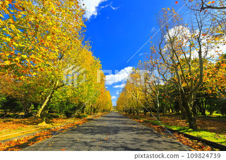 [Osaka Prefecture] Yellow leaves on the plane trees along Nishioji in Expo'70 Commemorative Park on a clear day 109824739