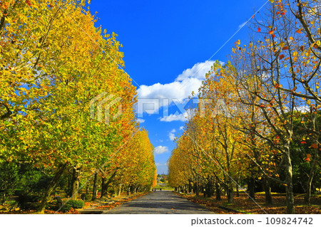 [Osaka Prefecture] Yellow leaves on the plane trees along Nishioji in Expo'70 Commemorative Park on a clear day 109824742