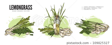 Lemongrass plant colorful hand drawn labels sketch vector illustration isolated. Lemongrass plant colorful hand drawn labels sketch vector illustration isolated. 109825327