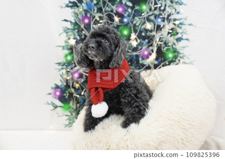 微笑的玩具貴賓犬和聖誕樹 109825396