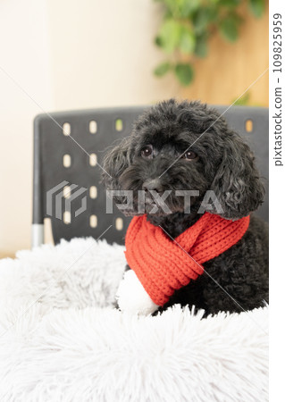A black toy poodle wearing a red scarf and getting into bed 109825959