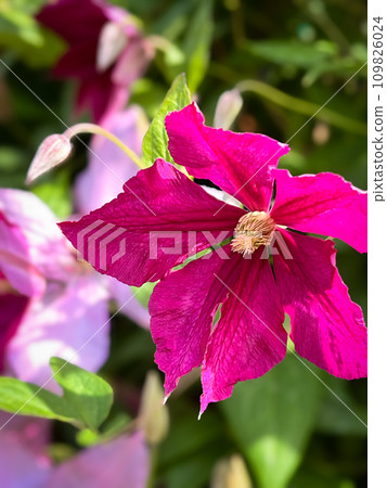 Clematis flowers blooming in spring Clematis flowers blooming in spring 109826024