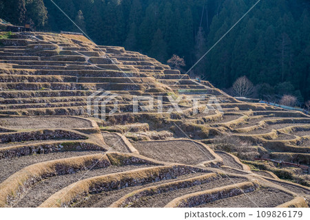 冬天的丸山千枚田（三重縣熊野市） 109826179