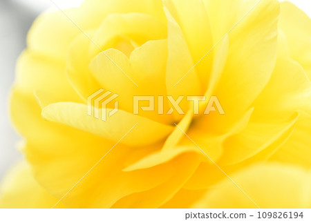 Begonia close-up macro flower blur yellow 109826194