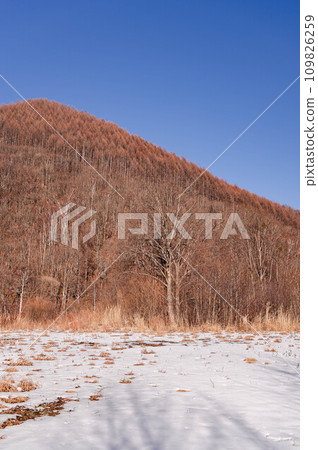 Snowy plateau and larch forest Snowy plateau and larch forest 109826259