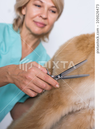 Woman hairdresser cuts Afghan puppy Shepherd in beauty salon for animals Woman hairdresser cuts Afghan puppy Shepherd in beauty salon for animals 109826473
