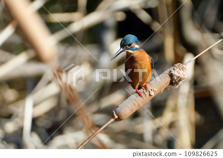 Kingfisher perching on a cattail Kingfisher perching on a cattail 109826625