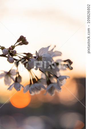 夕陽照耀下即將綻放的櫻花 夕陽照耀下即將綻放的櫻花 109826802