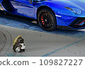 Blue supercar and raccoon doll 109827227