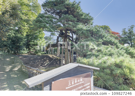 Three hundred year pine of Hamarikyū Imperial garden 109827246