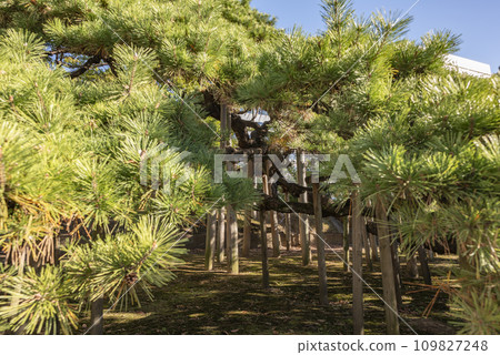 Hamarikyū皇家園林三百年的松樹 Hamarikyū皇家園林三百年的松樹 109827248