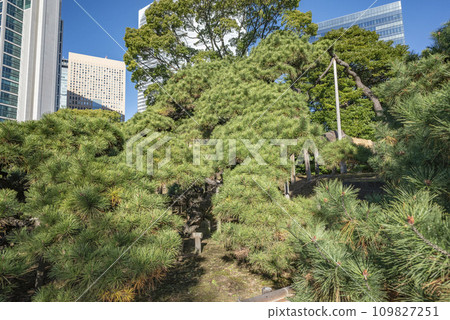 Hamarikyū皇家園林三百年的松樹 Hamarikyū皇家園林三百年的松樹 109827251