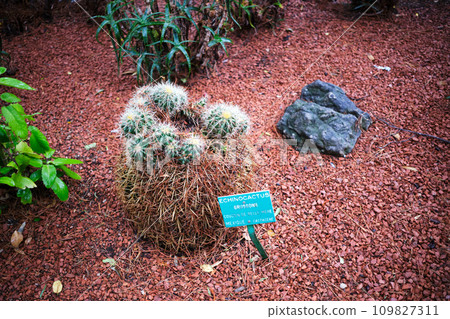 Inflorescence of echinocactus grows in flower bed surrounded by red pebbles. French text: Pillow for mother-in-law 109827311