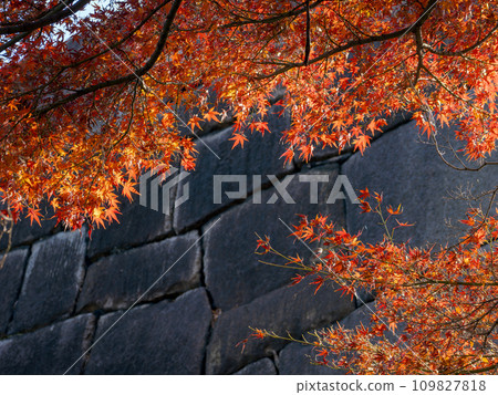 East Garden of the Imperial Palace in autumn - brightly colored autumn leaves and stone walls East Garden of the Imperial Palace in autumn - brightly colored autumn leaves and stone walls 109827818