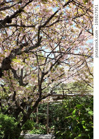 The precincts of Uho-in Temple 109827951