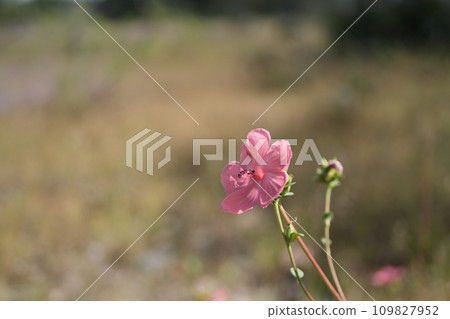 Pink wild flower macro close up 109827952