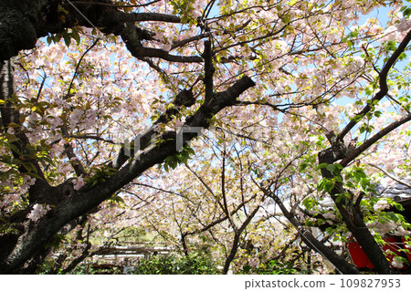 Cherry tree of rain boo 109827953