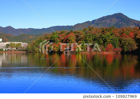 [京都府] 晴天寶池公園的紅葉 109827969