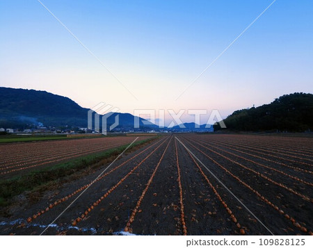 洋蔥田【香川縣三豐市美濃町吉津】2 洋蔥田【香川縣三豐市美濃町吉津】2 109828125