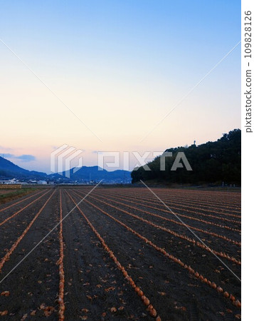 洋蔥田【香川縣三豐市美濃町吉津】3 洋蔥田【香川縣三豐市美濃町吉津】3 109828126