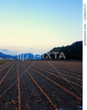 Onion field [Yoshizu, Mino-cho, Mitoyo City, Kagawa Prefecture] 4 109828127