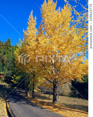 Beautiful Ginkgo tree in Ayagawa Town 2023 [Ayakawa Town, Ayaka District, Kagawa Prefecture] 2 109828778