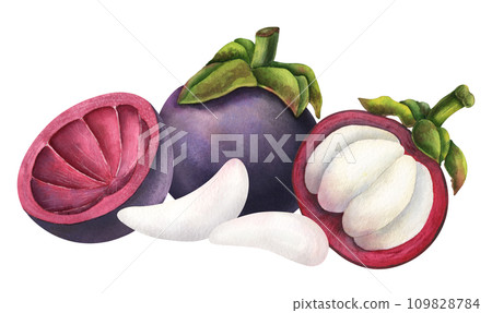Mangosteen watercolor illustration. Hand drawn sketch of exotic tropical Fruit on isolated background. Drawing of asian food with garcinia and juicy slices. Sketch of mangostana for menu design. 109828784