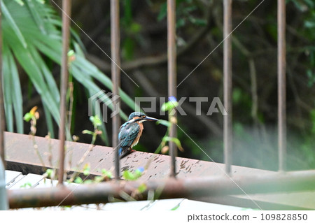 Metropolitan Mizumoto Park Waterside Kingfisher Katsushika Ward, Tokyo 109828850