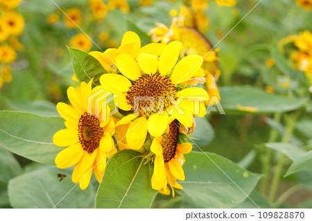 Bunch of sunflower blooming. Bunch of sunflower blooming. 109828870
