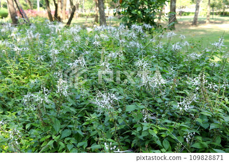 Cat's whiskers shrub in nature environment. Cat's whiskers shrub in nature environment. 109828871