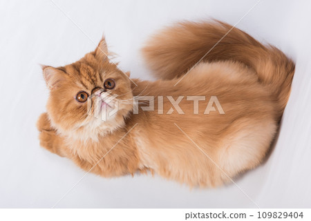 Persian Exotic Longhair cat is on white background 109829404