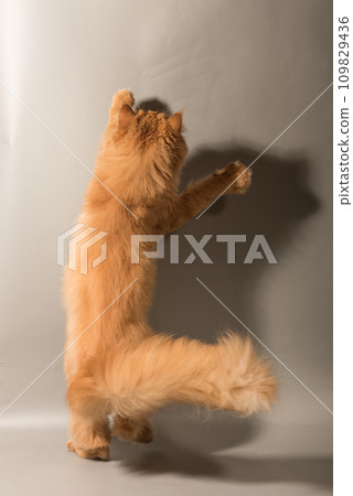 Persian Exotic cat is on gray background, back view. Cat is playing, it is standing on its hind paws 109829436