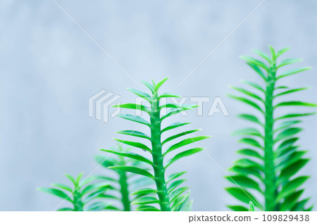 Euphorbia tithymaloides, euphorbiaceae or Homalocladium platycladum or Muchlenbeckia platyclada Meissn or Muehlenbeckia platyclada or POLYGONACEAE or Slipper Flower Euphorbia tithymaloides, euphorbiaceae or Homalocladium platycladum or Muchlenbeckia platyclada Meissn or Muehlenbeckia platyclada or POLYGONACEAE or Slipper Flower 109829438