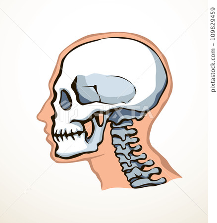 Vector drawing. Skull and neck bones Vector drawing. Skull and neck bones 109829459
