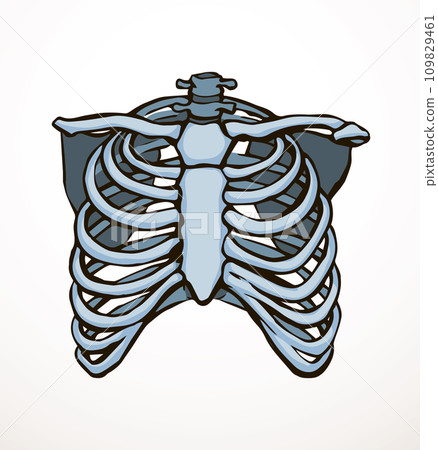 Vector drawing. Thorax and ribs Vector drawing. Thorax and ribs 109829461