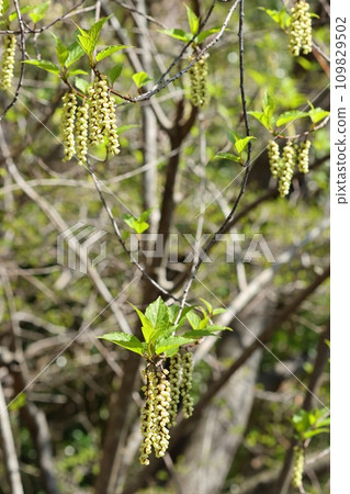 Kibushi, a tree that grows wild in the mountains, a plain flower, spring 109829502