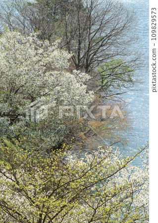 Spring lakeside, budding trees and cherry blossoms Spring lakeside, budding trees and cherry blossoms 109829573