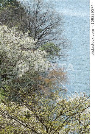 Spring lakeside, budding trees and cherry blossoms Spring lakeside, budding trees and cherry blossoms 109829574