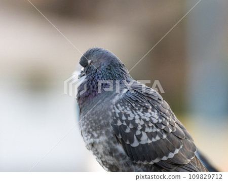 日本原鴿簡介 日本原鴿簡介 109829712