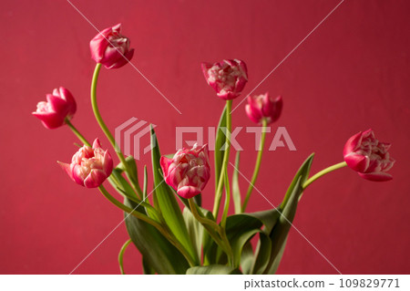 bouquet of pink terry tulips in a blue vintage metal carafe on a pink background 109829771